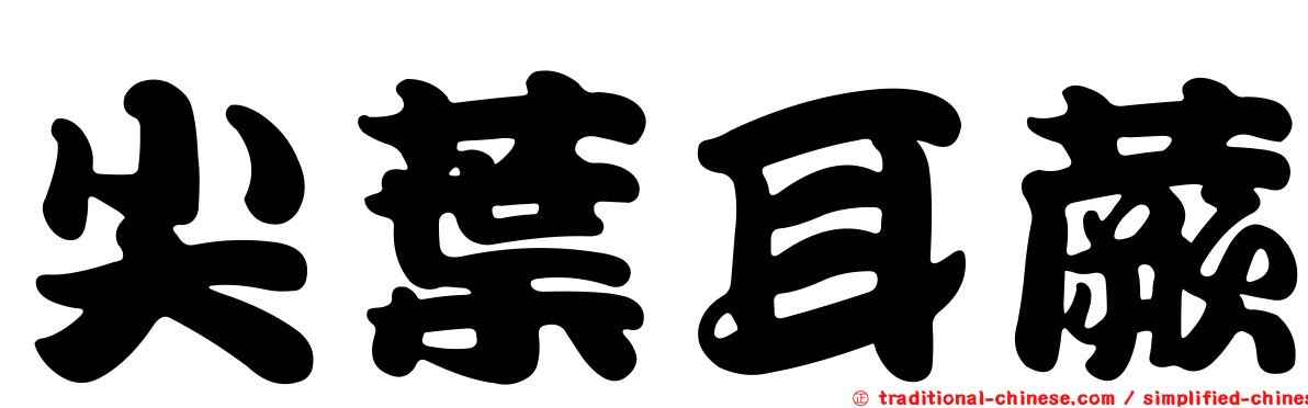 尖葉耳蕨