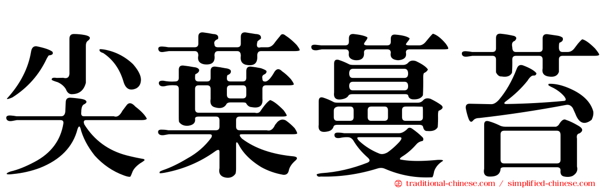 尖葉蔓苔