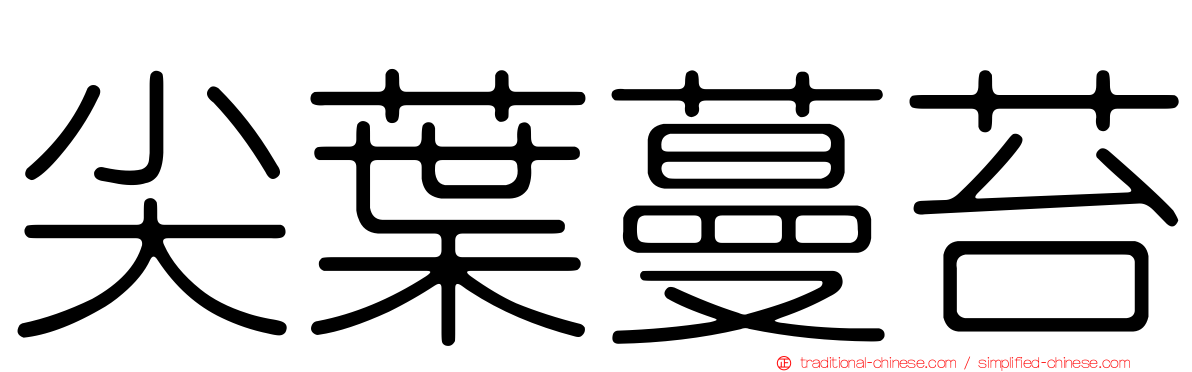 尖葉蔓苔