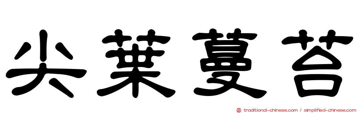 尖葉蔓苔