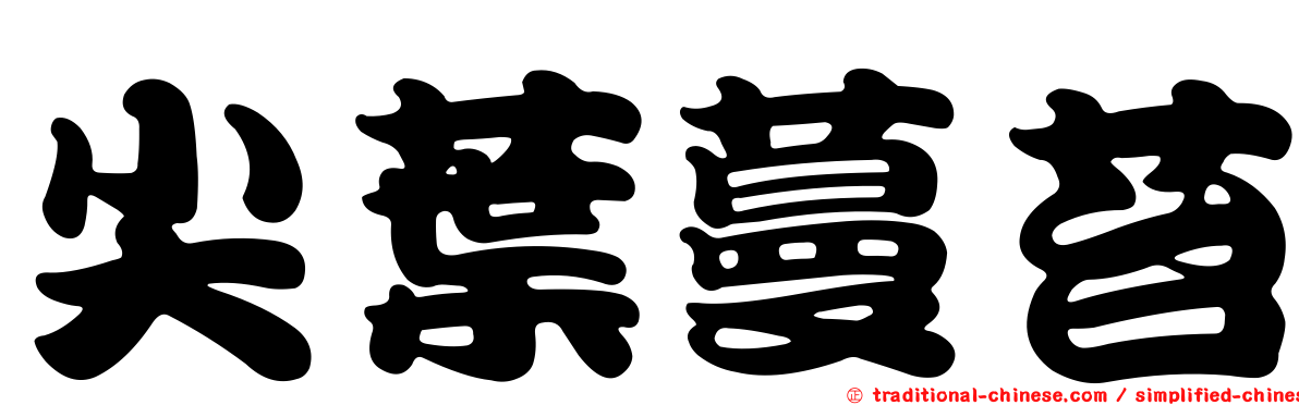 尖葉蔓苔