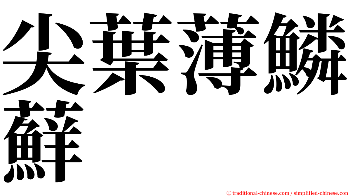 尖葉薄鱗蘚 serif font