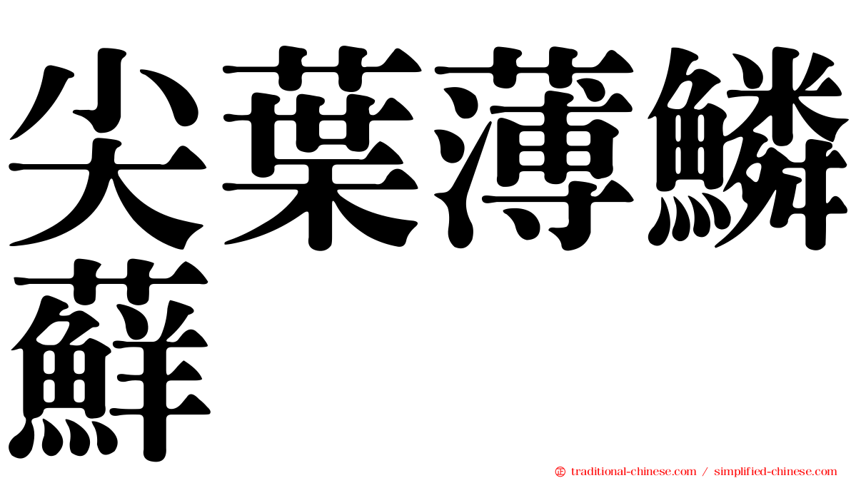 尖葉薄鱗蘚
