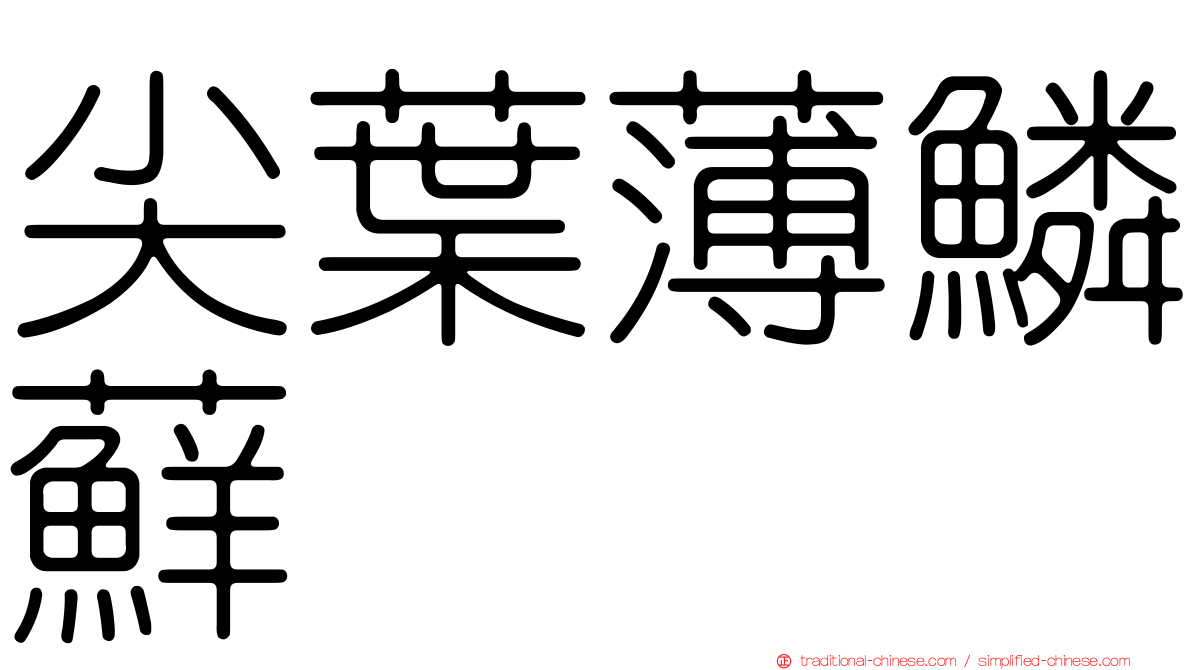 尖葉薄鱗蘚