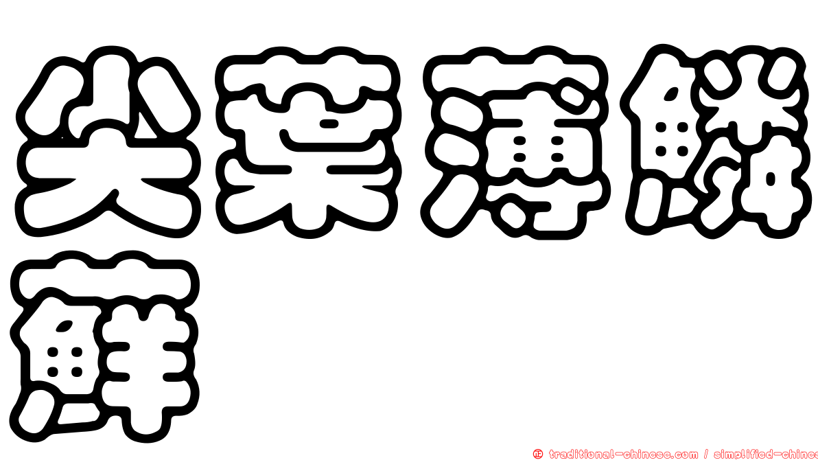 尖葉薄鱗蘚