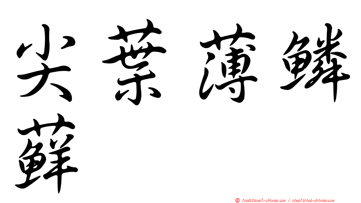 尖葉薄鱗蘚