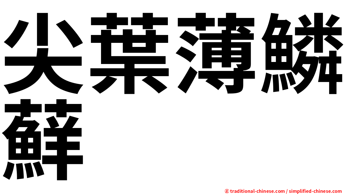 尖葉薄鱗蘚