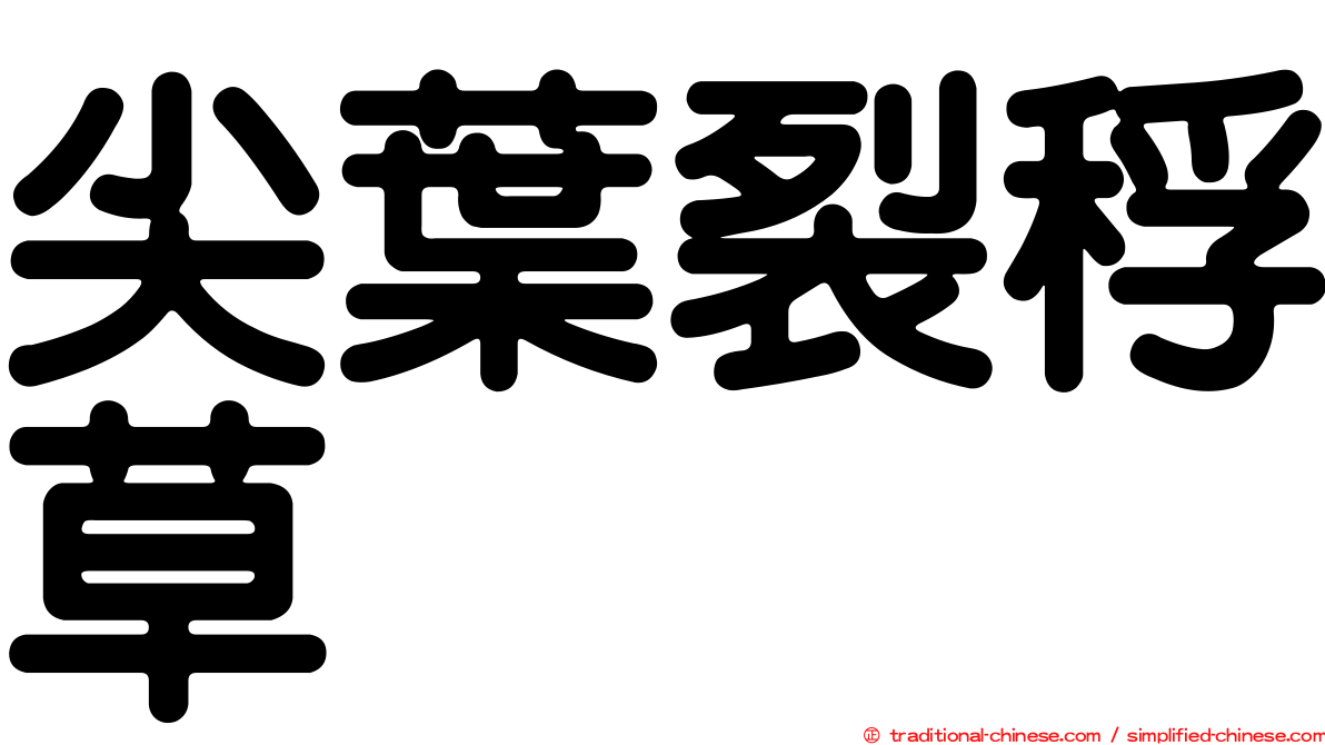 尖葉裂稃草