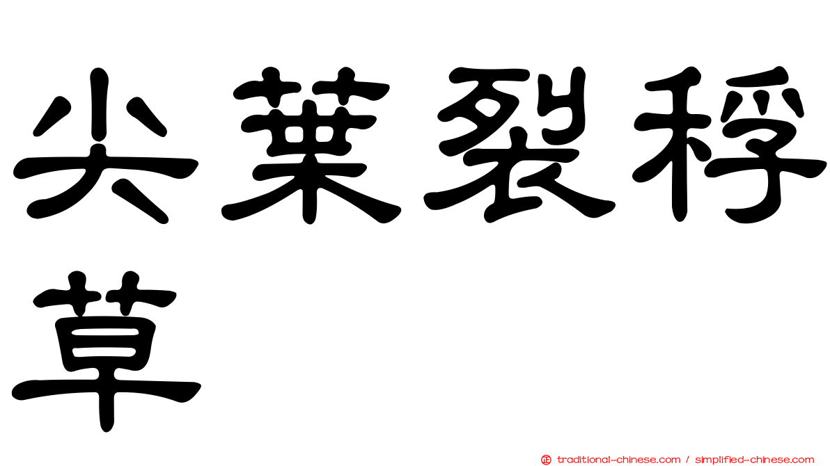 尖葉裂稃草