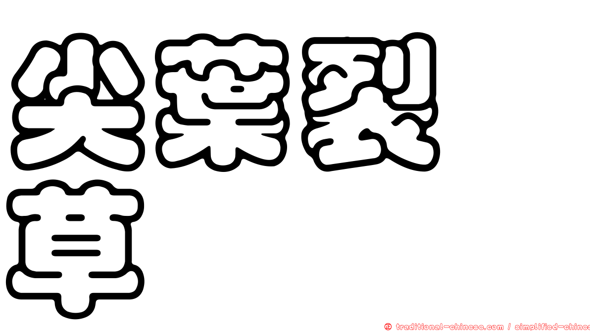 尖葉裂稃草