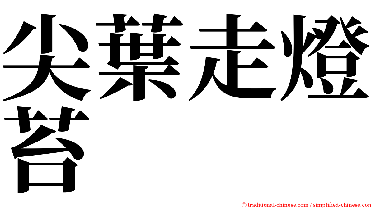 尖葉走燈苔 serif font