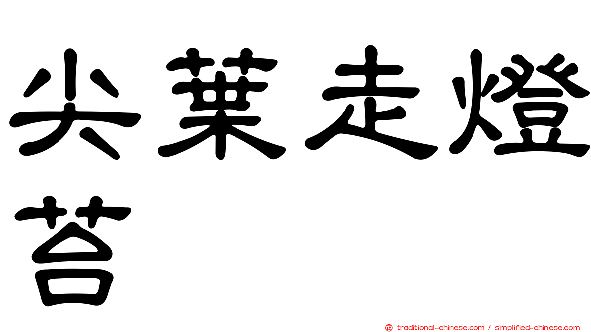 尖葉走燈苔