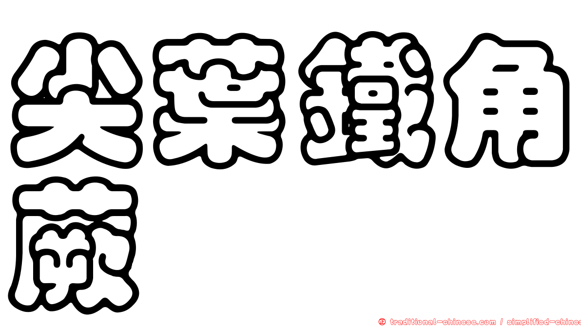 尖葉鐵角蕨