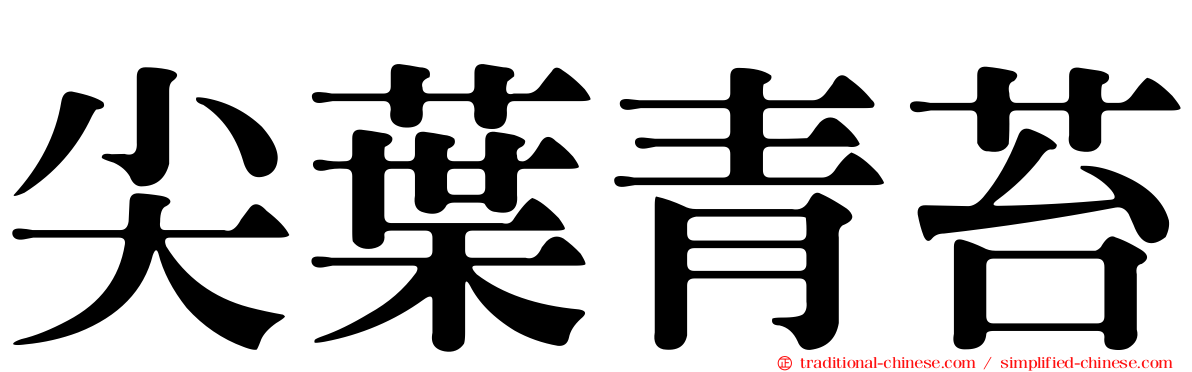 尖葉青苔