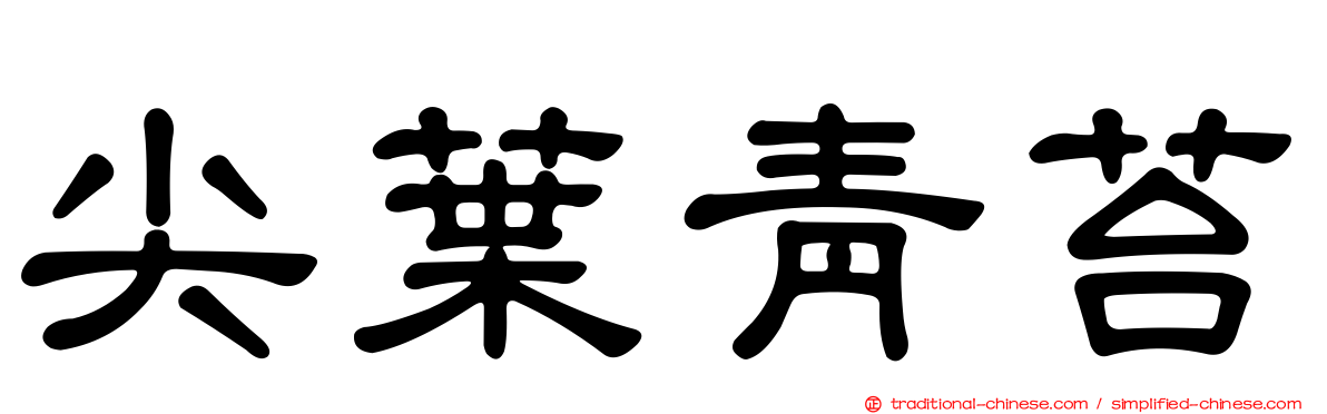 尖葉青苔
