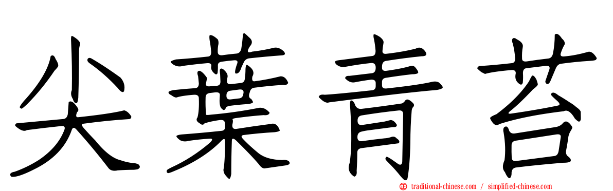 尖葉青苔