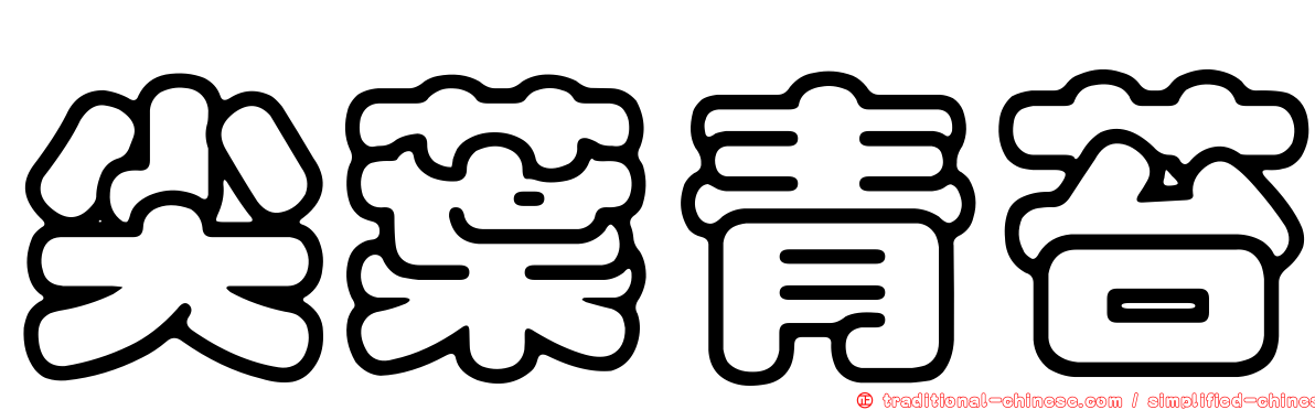 尖葉青苔