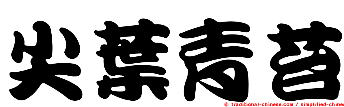 尖葉青苔