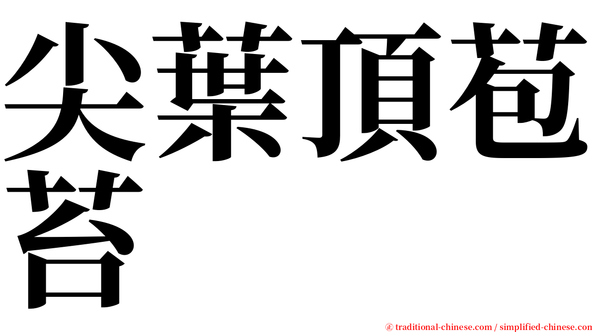 尖葉頂苞苔 serif font