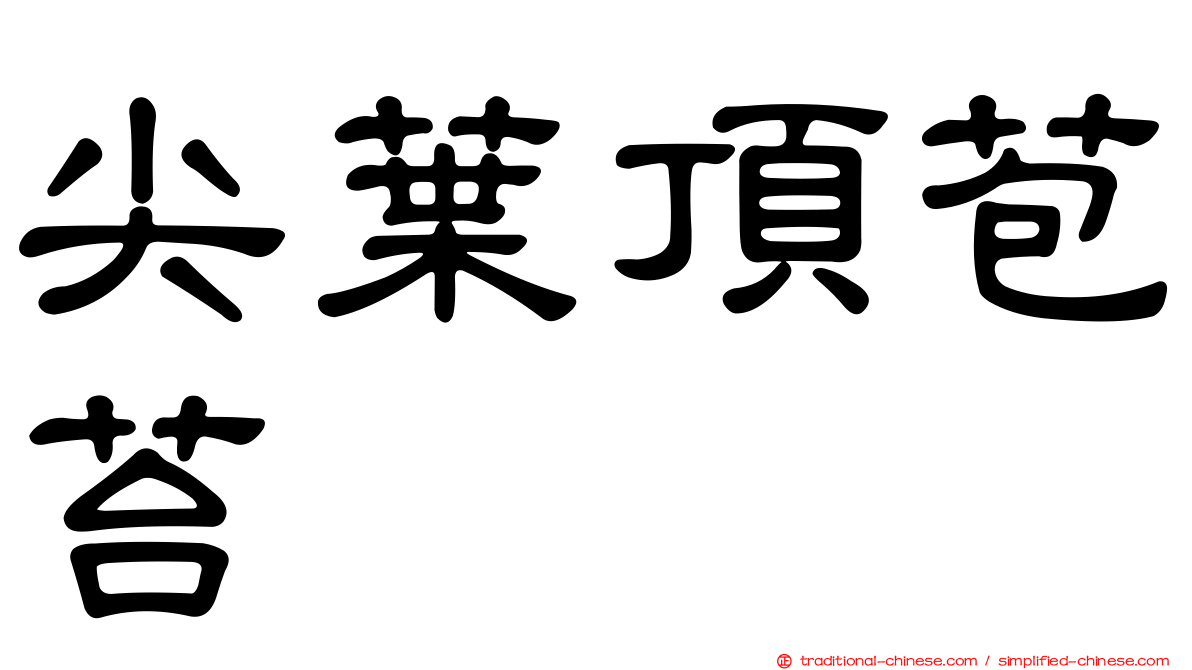 尖葉頂苞苔