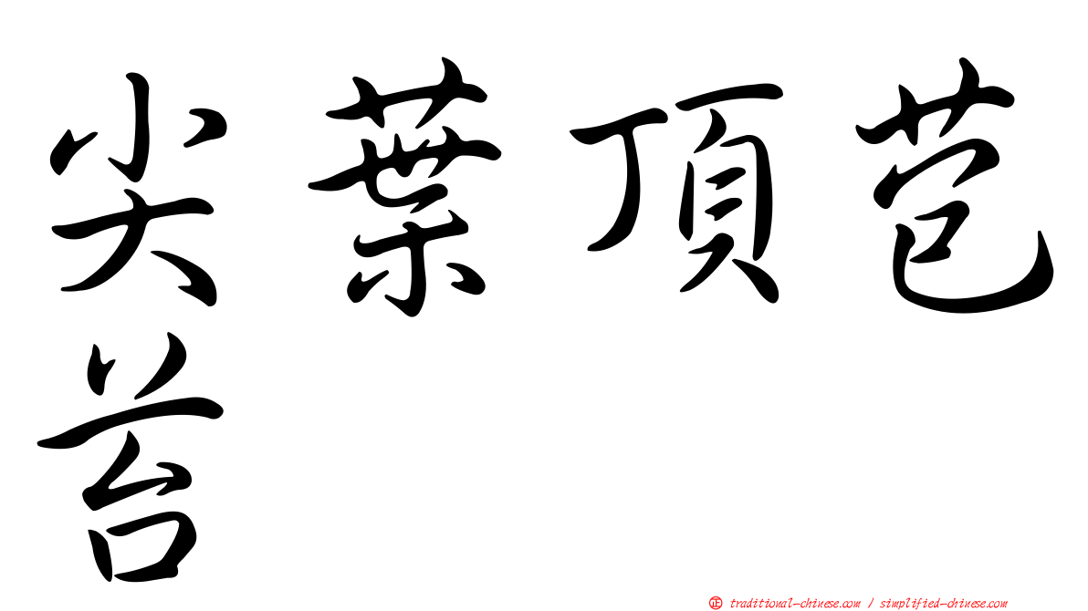 尖葉頂苞苔