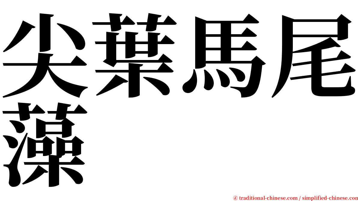 尖葉馬尾藻 serif font