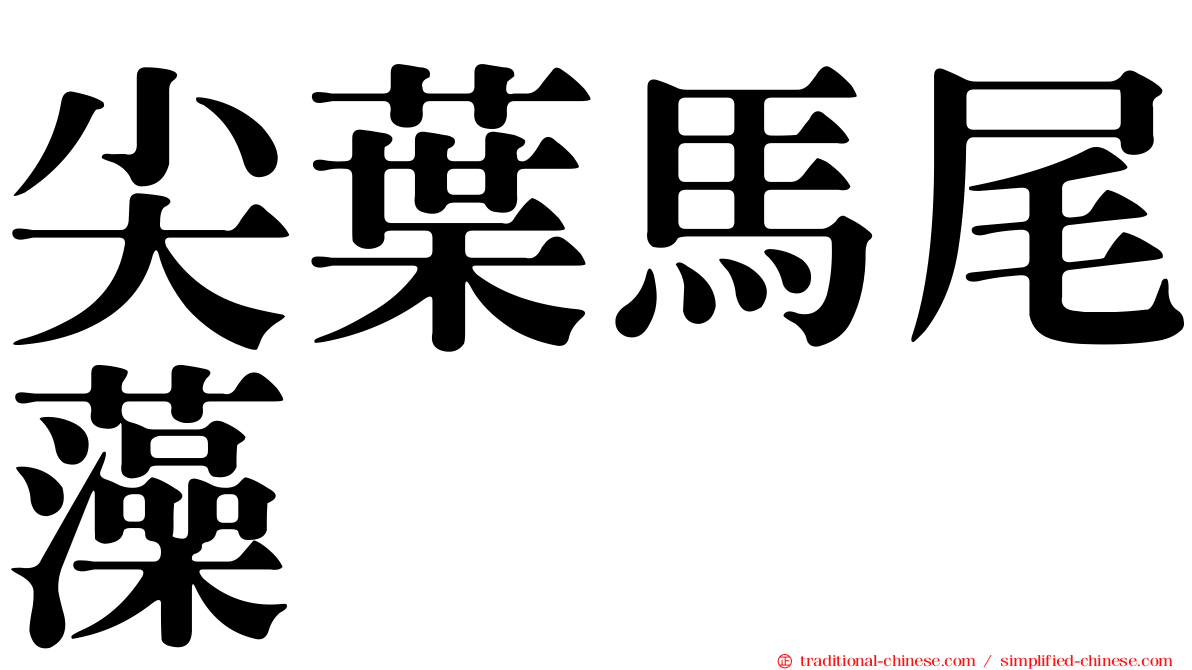 尖葉馬尾藻