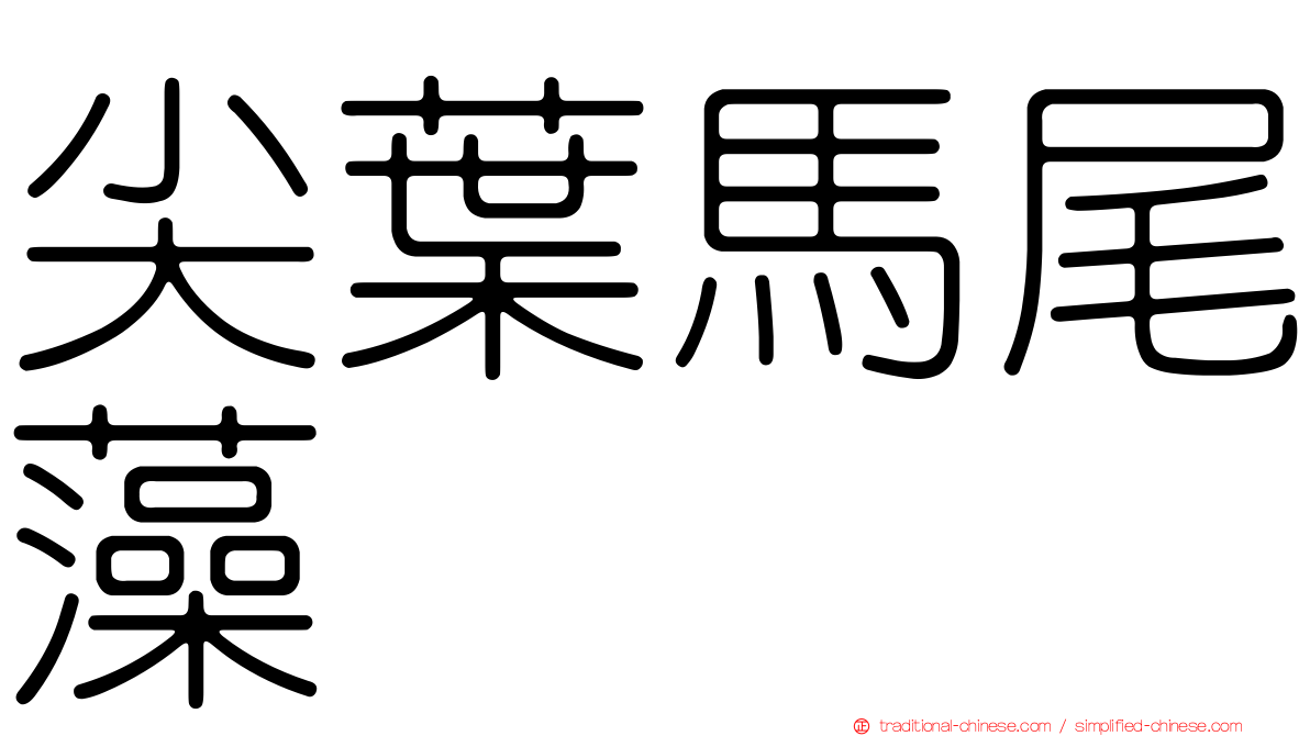 尖葉馬尾藻
