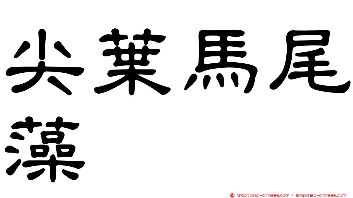 尖葉馬尾藻
