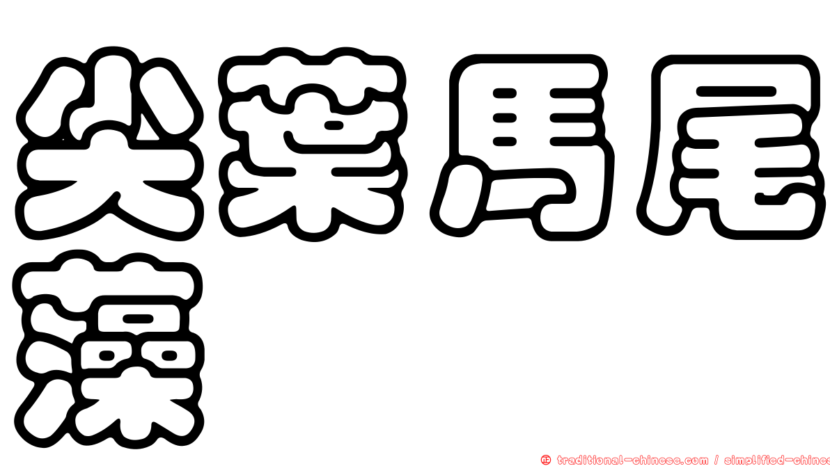 尖葉馬尾藻