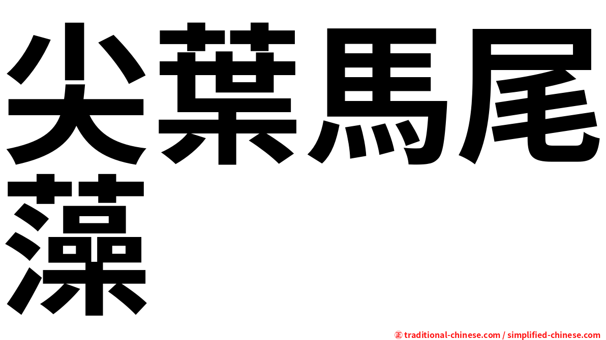 尖葉馬尾藻