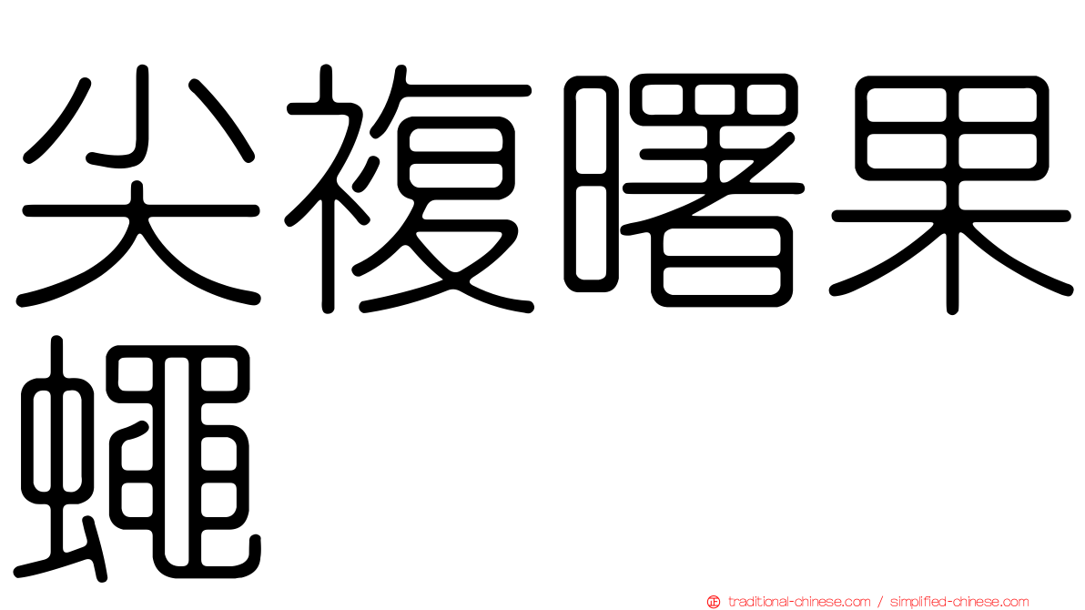 尖複曙果蠅