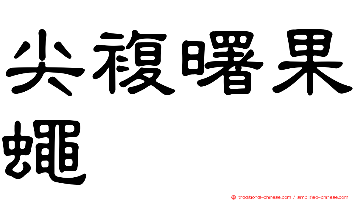 尖複曙果蠅