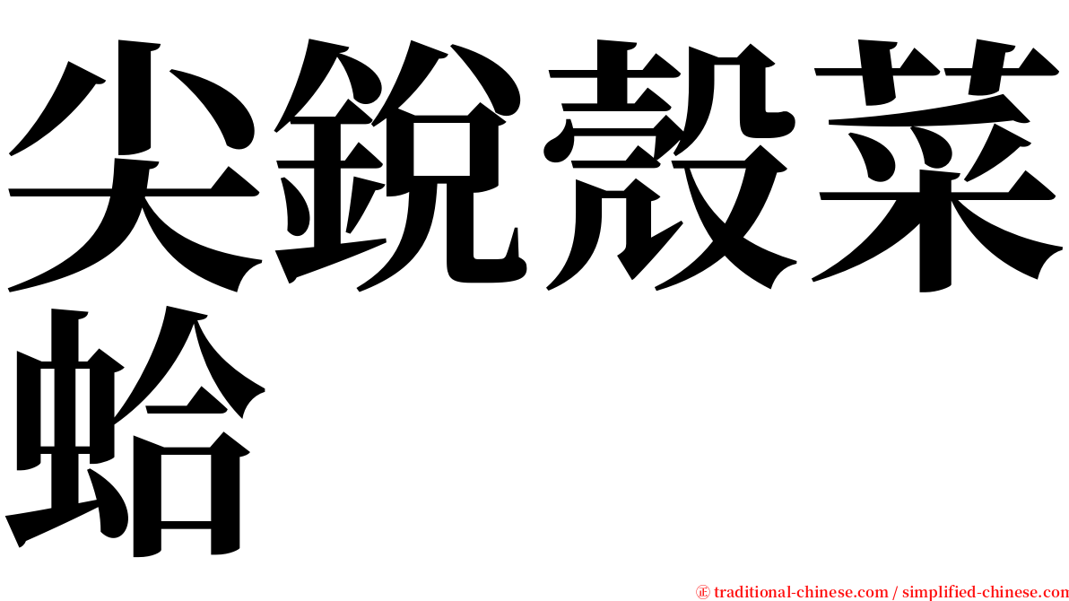 尖銳殼菜蛤 serif font