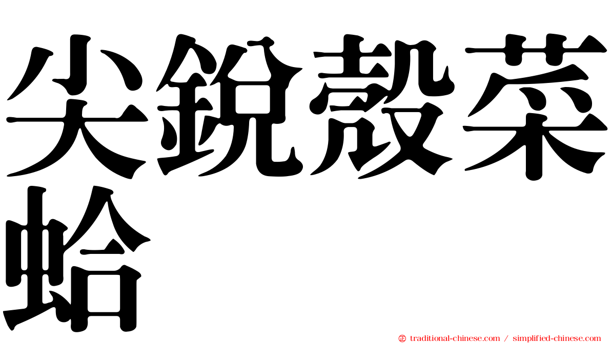 尖銳殼菜蛤