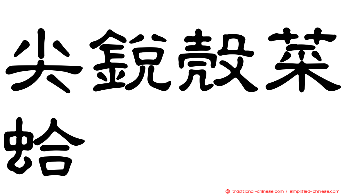 尖銳殼菜蛤