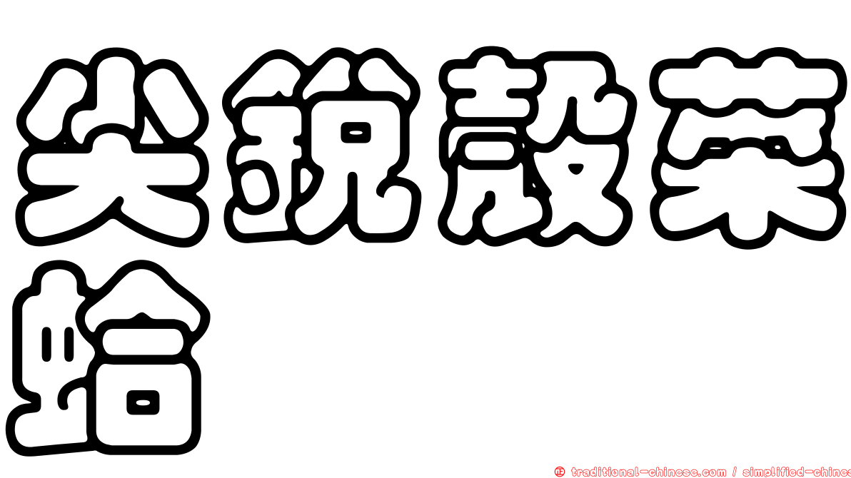 尖銳殼菜蛤