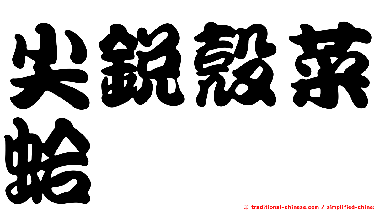尖銳殼菜蛤