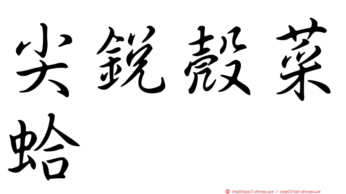 尖銳殼菜蛤