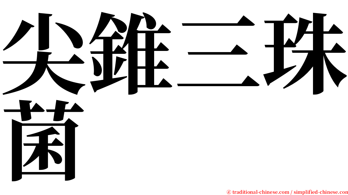 尖錐三珠菌 serif font