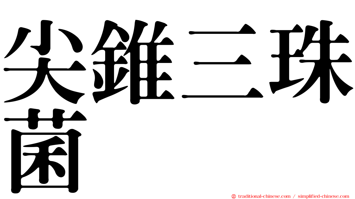 尖錐三珠菌