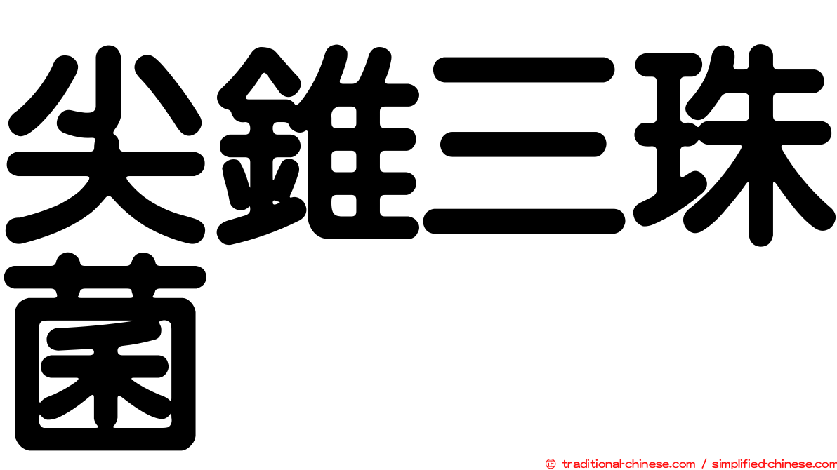 尖錐三珠菌