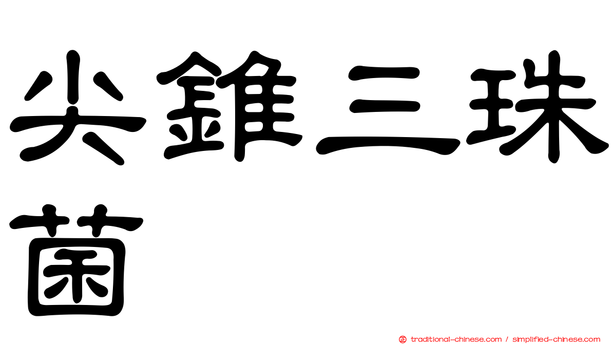 尖錐三珠菌