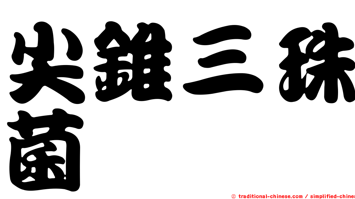 尖錐三珠菌