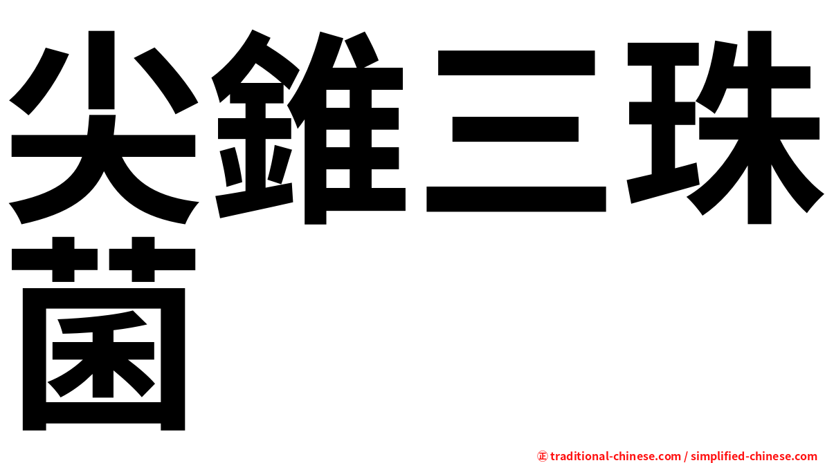 尖錐三珠菌