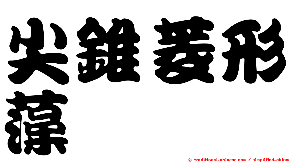 尖錐菱形藻