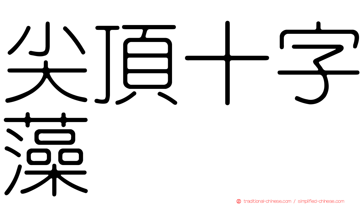 尖頂十字藻