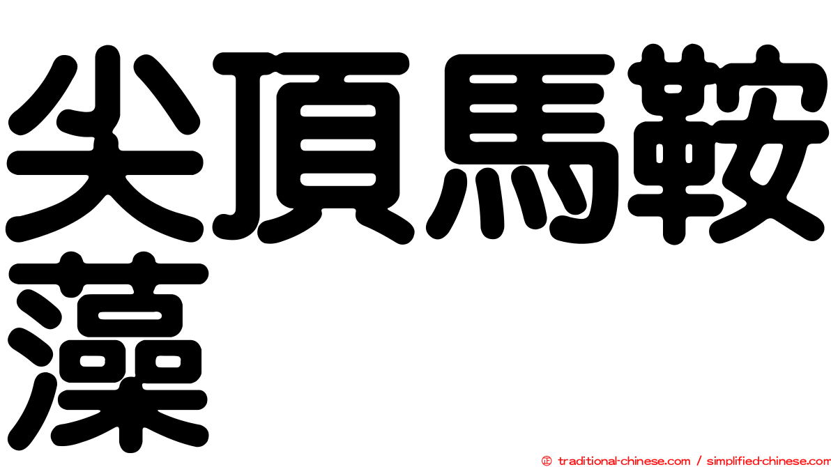 尖頂馬鞍藻