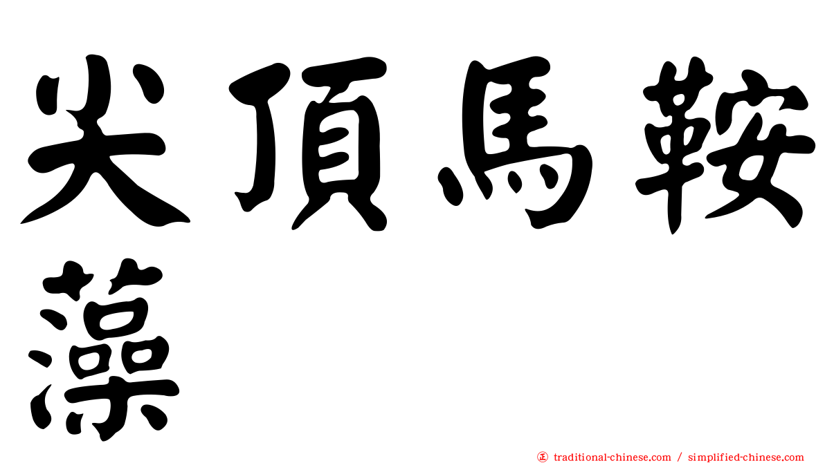 尖頂馬鞍藻