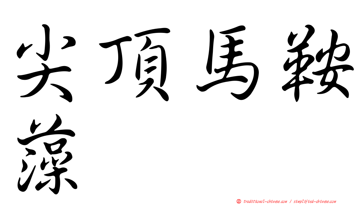 尖頂馬鞍藻